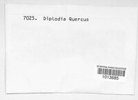 Botryosphaeria quercicola image
